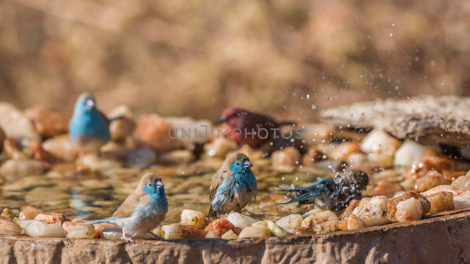 Blue-breasted Cordonbleu and Jameson Firefinch bathing in waterhole in Kruger National park, South Africa ; Specie Uraeginthus angolensis and Lagonosticta rhodopareia family of Estrildidae