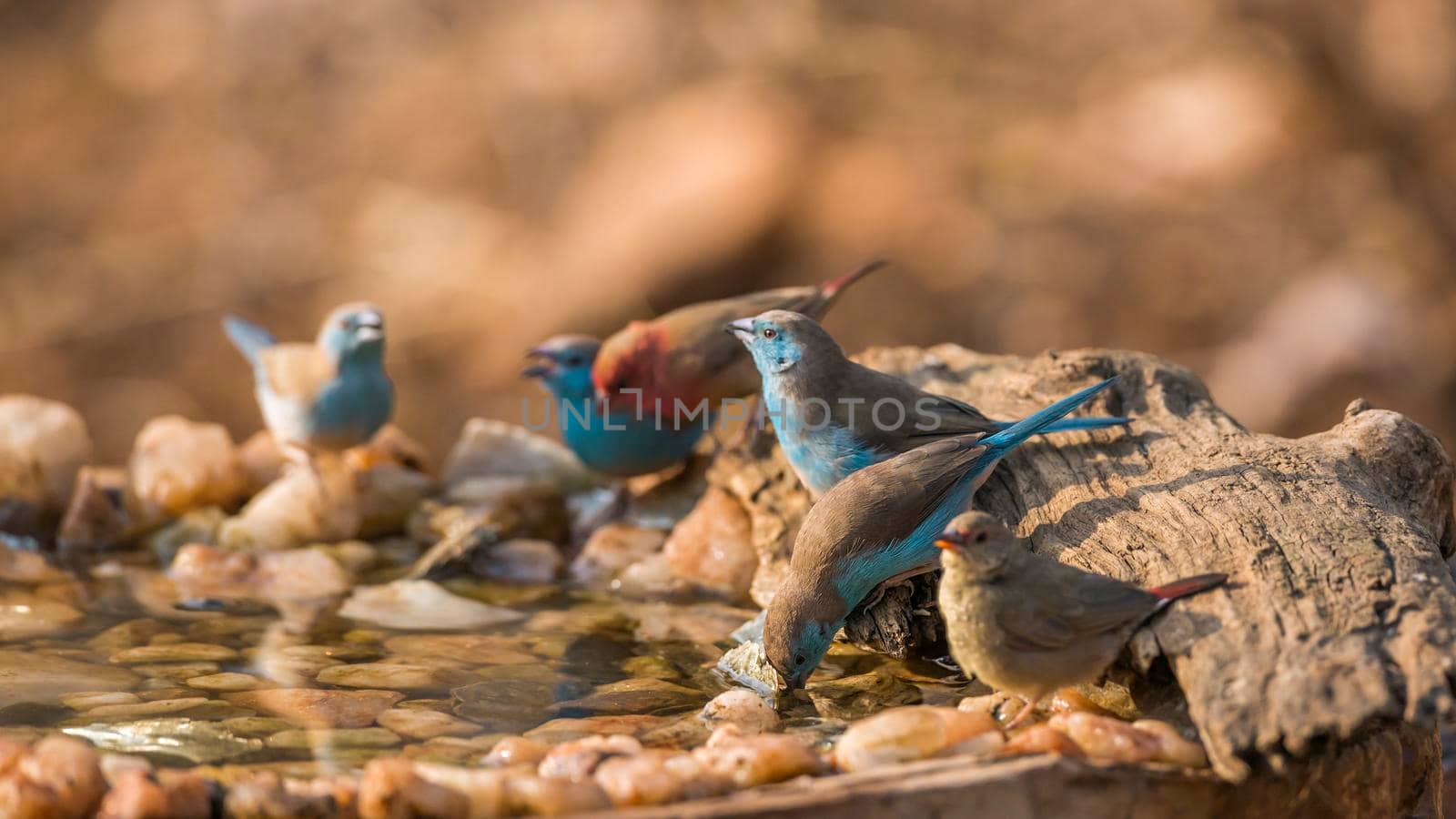 Blue-breasted Cordonbleu and Red billed Firefinch drinking in waterhole in Kruger National park, South Africa ; Specie Uraeginthus angolensis and Lagonosticta senegala family of Estrildidae
