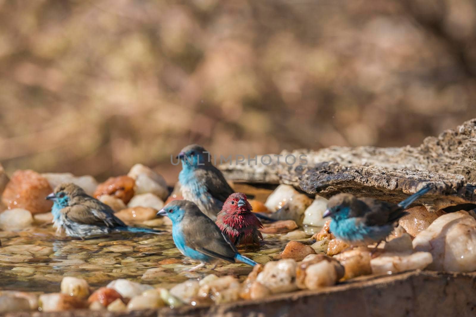 Blue-breasted Cordonbleu and Jameson Firefinch bathing in waterhole in Kruger National park, South Africa ; Specie Uraeginthus angolensis and Lagonosticta rhodopareia family of Estrildidae