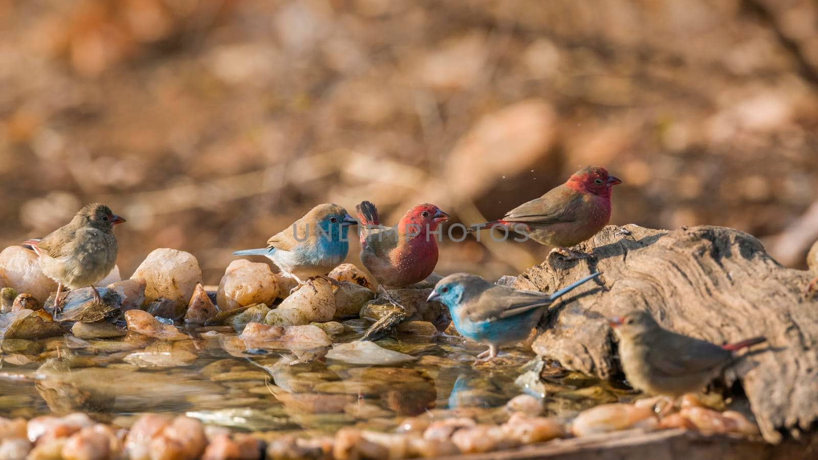 Blue-breasted Cordonbleu and Red billed Firefinch drinking in waterhole in Kruger National park, South Africa ; Specie Uraeginthus angolensis and Lagonosticta senegala family of Estrildidae