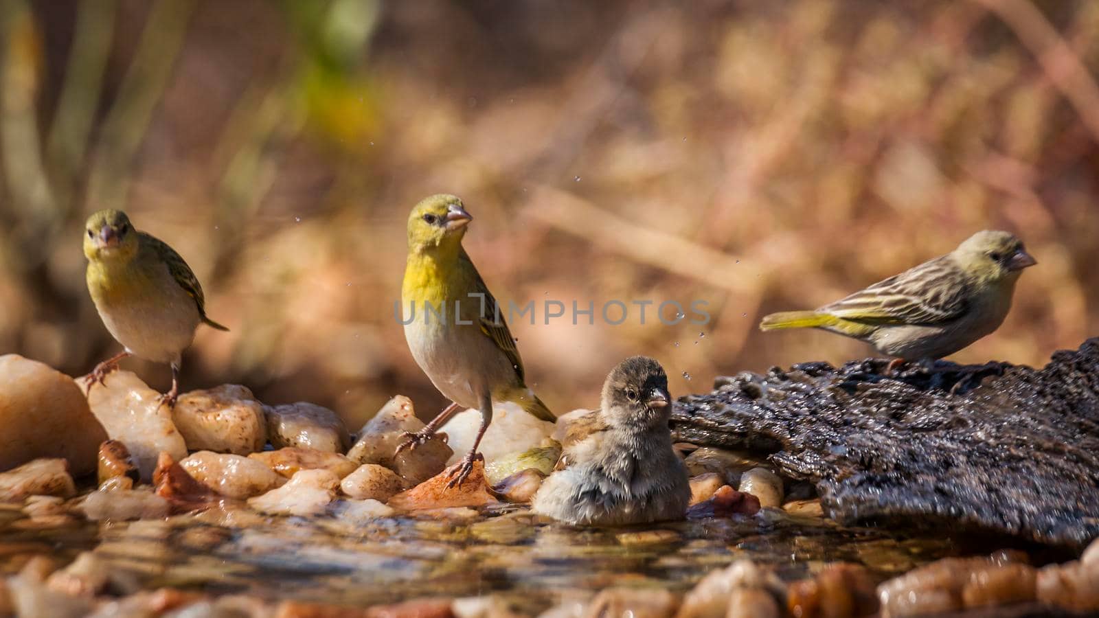 Southern Grey headed Sparrow and Village weave bathing in waterhole in Kruger national park ; Specie Passer diffusus and Ploceus cucullatus