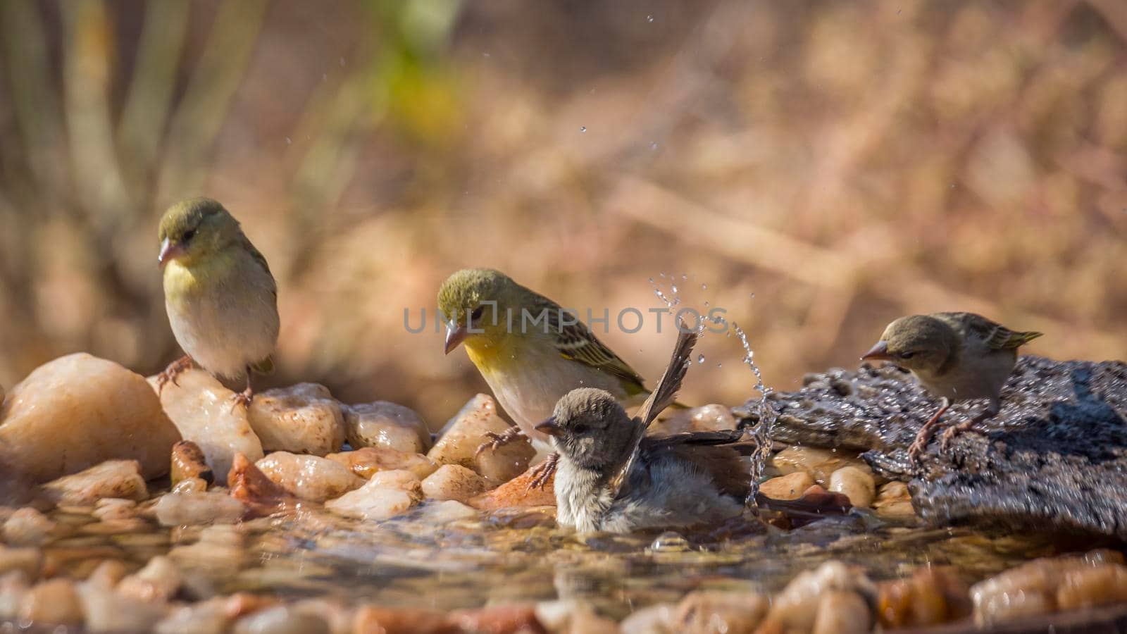 Southern Grey headed Sparrow and Village weave bathing in waterhole in Kruger national park ; Specie Passer diffusus and Ploceus cucullatus