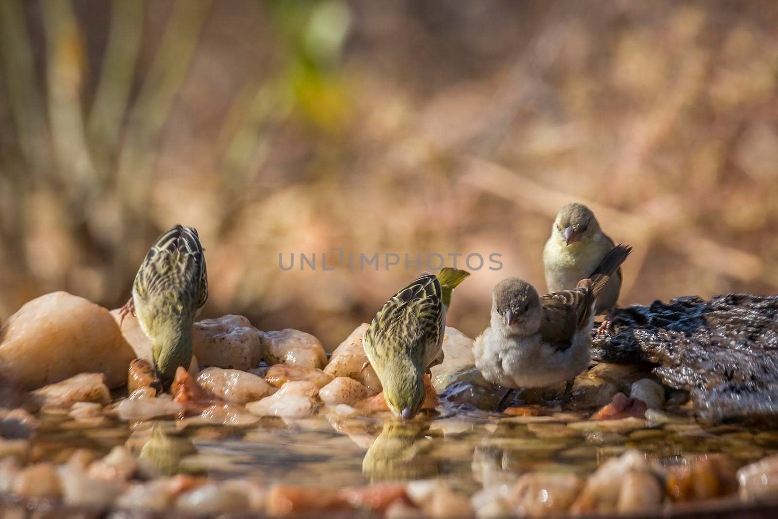 Southern Grey headed Sparrow and Village weave bathing in waterhole in Kruger national park ; Specie Passer diffusus and Ploceus cucullatus