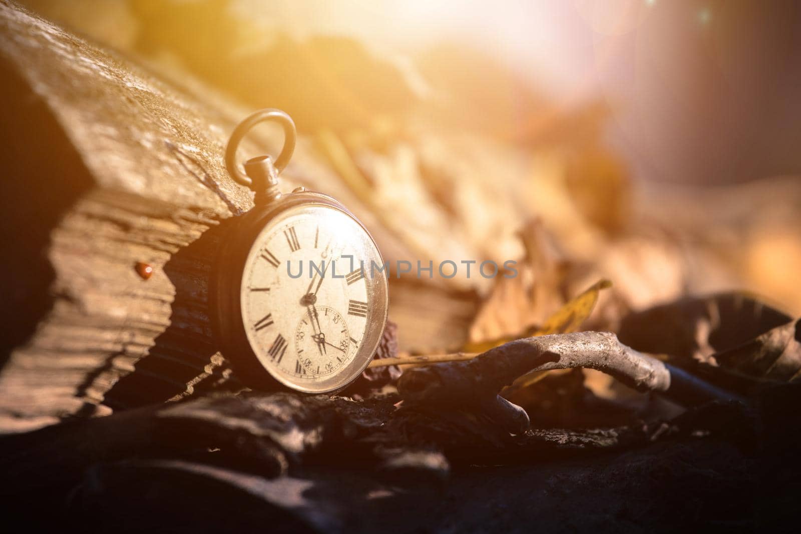 Vintage watch leans on a wood piece and dry leaves, blurriness