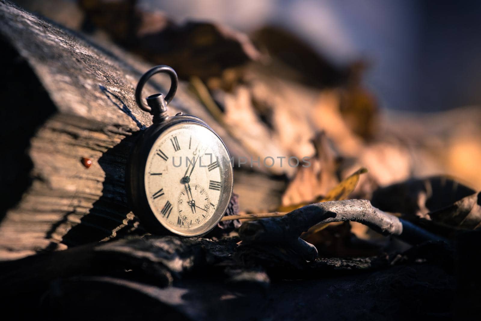 Vintage watch leans on a wood piece and dry leaves, blurriness
