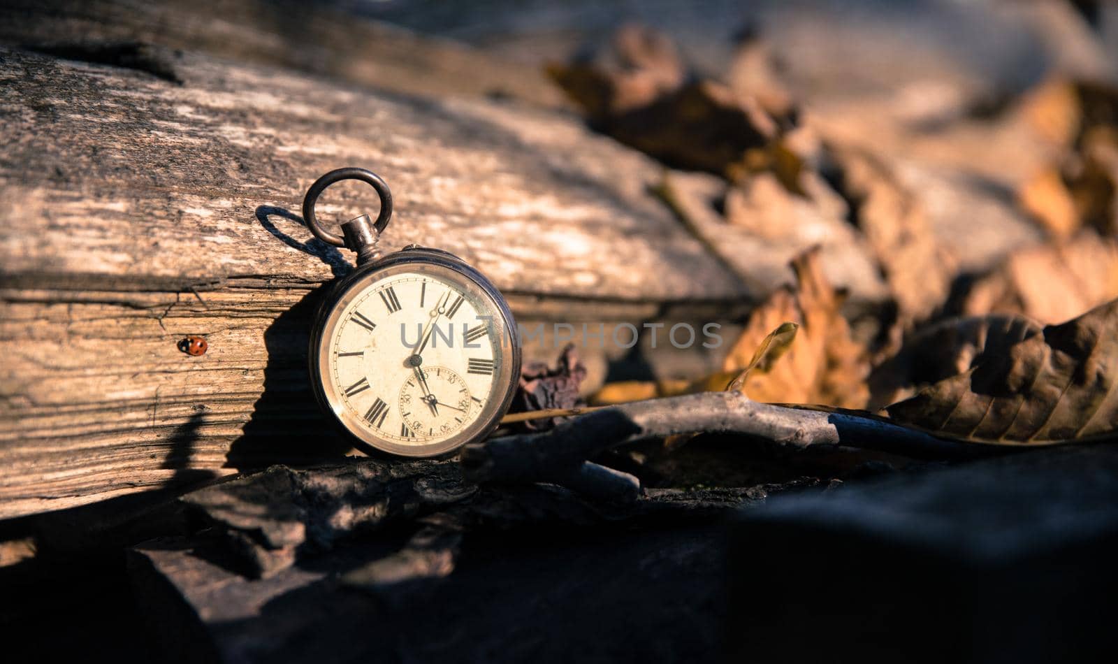 Vintage watch leans on a wood piece and dry leaves, blurriness