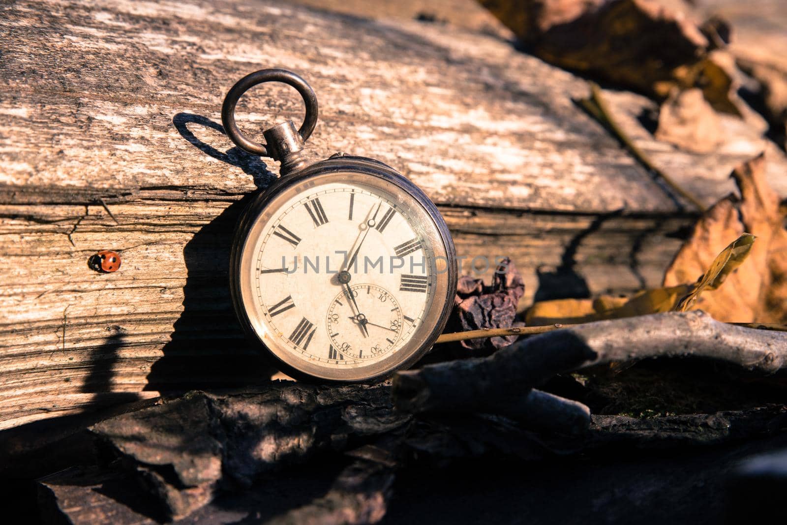 Vintage watch leans on a wood piece and dry leaves, blurriness