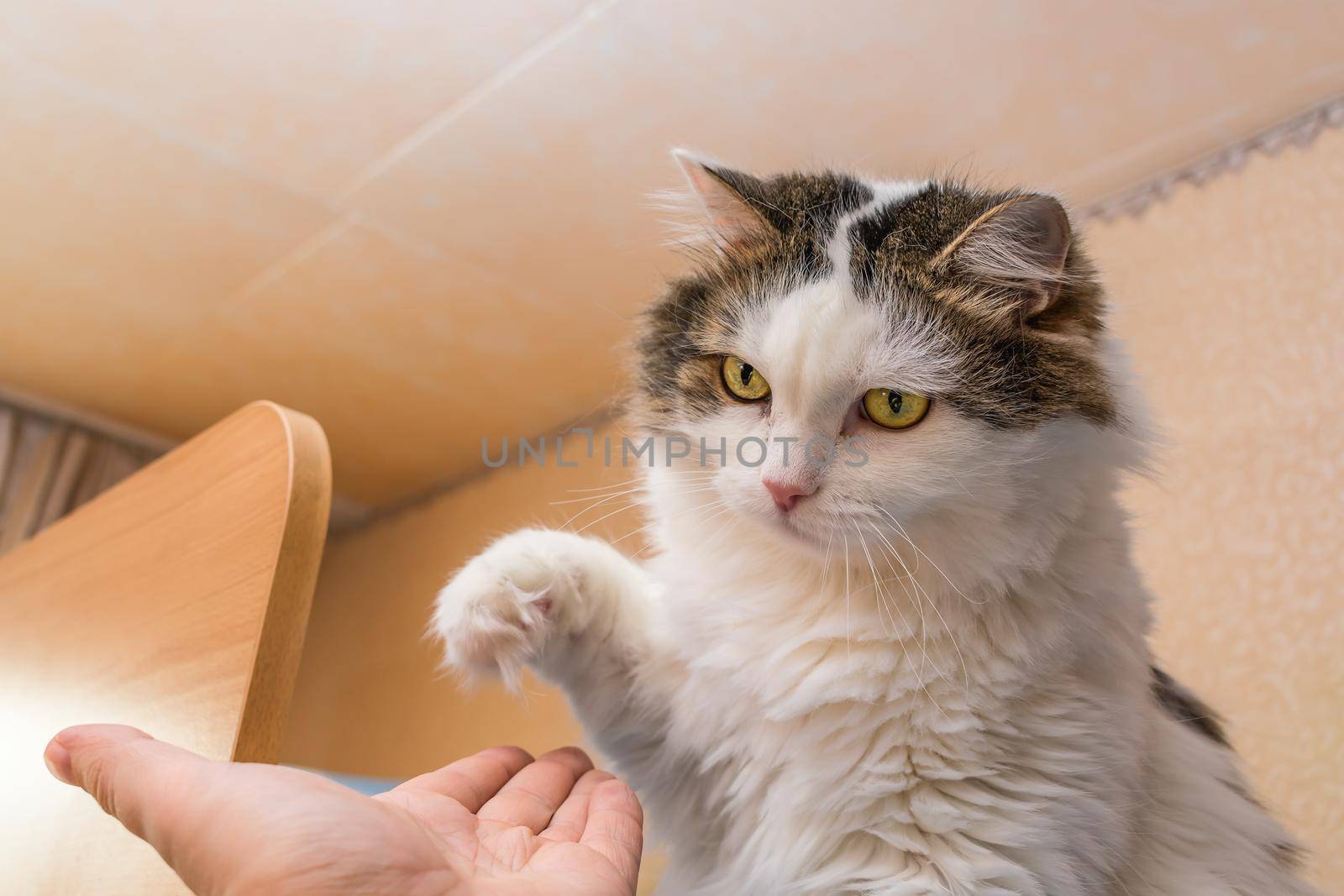 A domestic cat greets a person by giving him a paw, plays and is trained