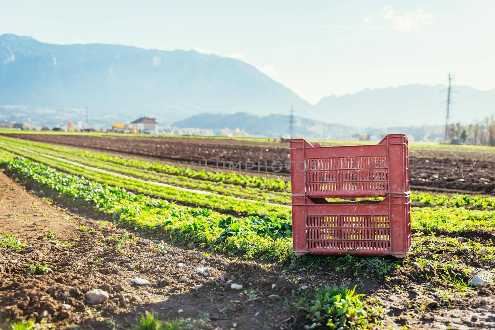 Red box for vegetables on a field, agriculture