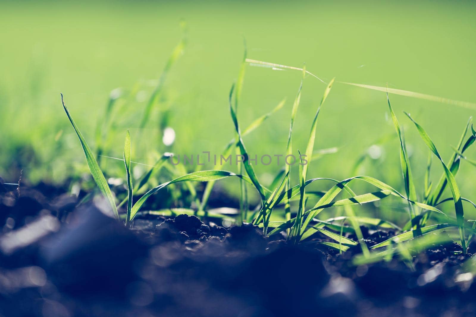 Fresh green plants on an agriculture field