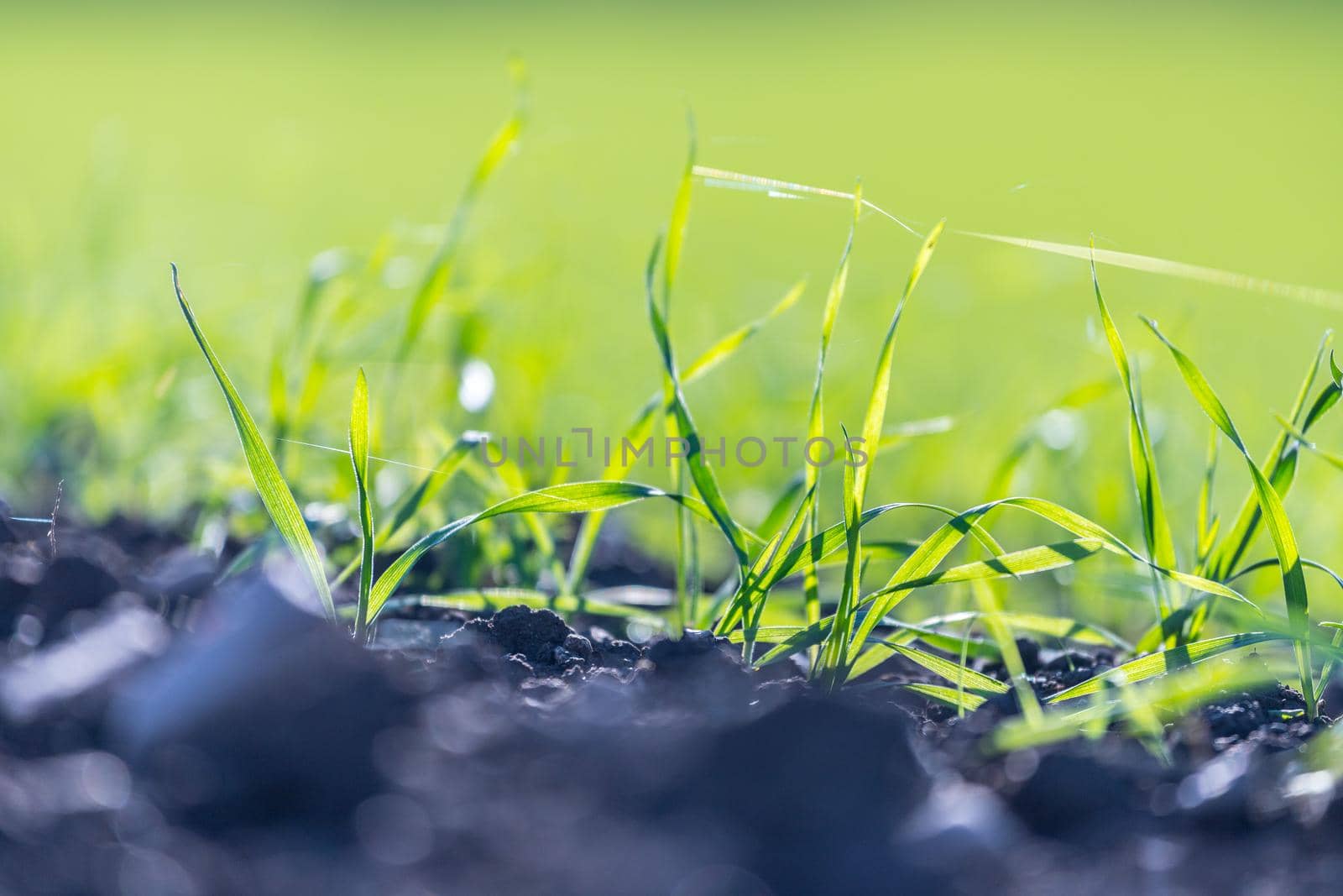 Fresh green plants on an agriculture field