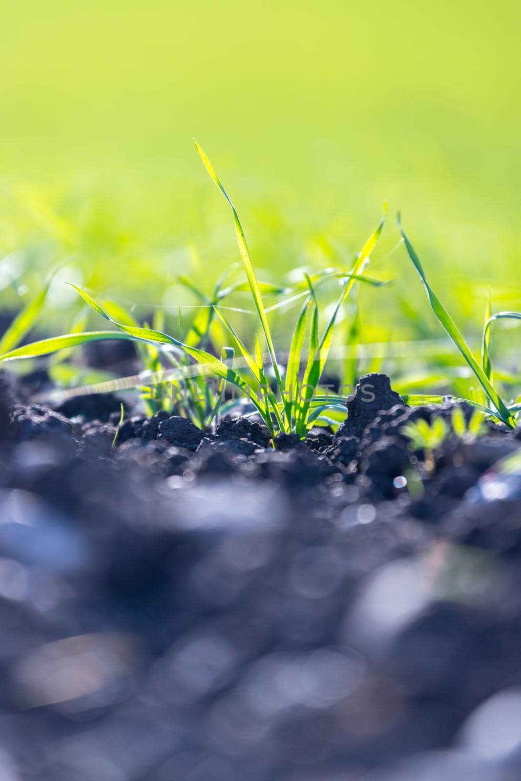 Fresh green plants on an agriculture field