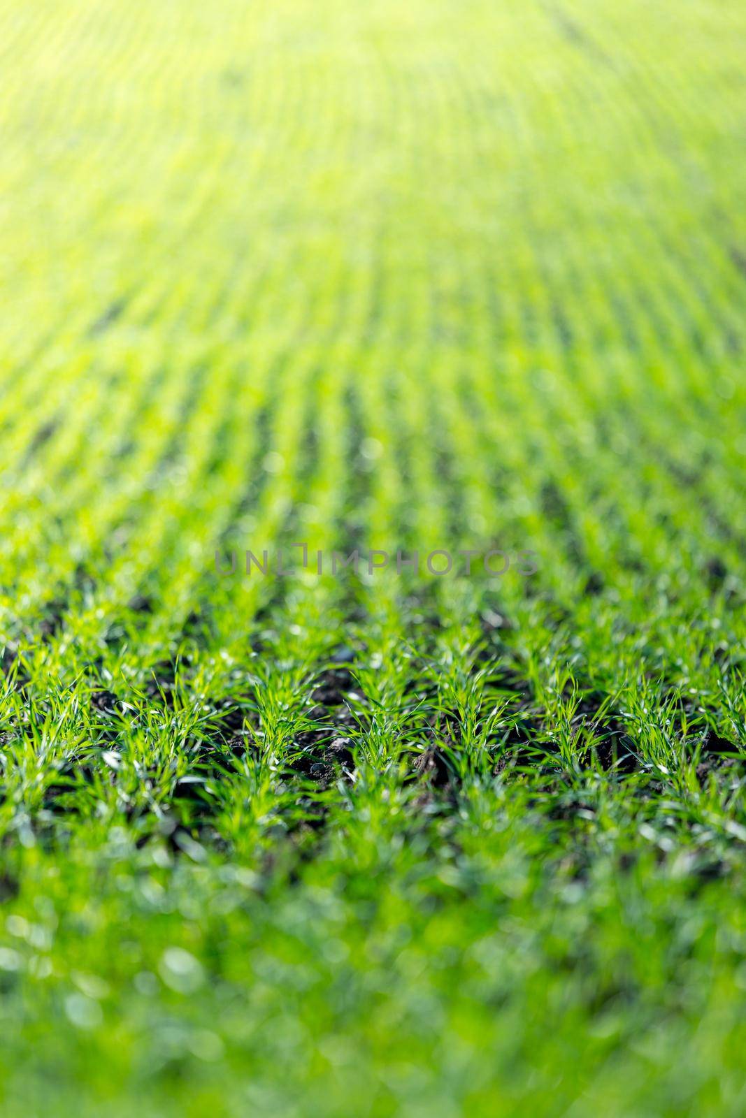 Fresh green plants on an agriculture field