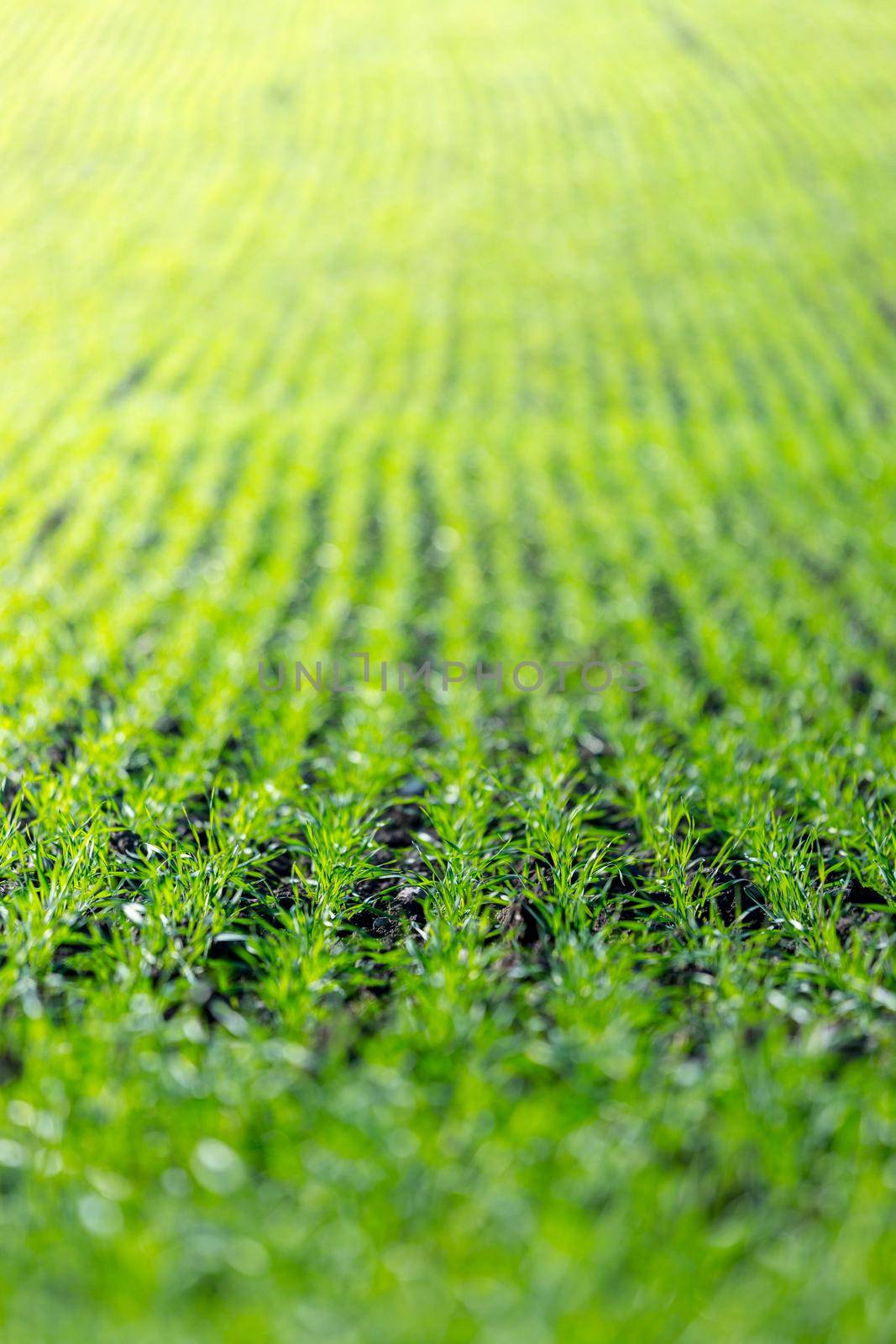 Agriculture field with, fertile fresh green plants by Daxenbichler