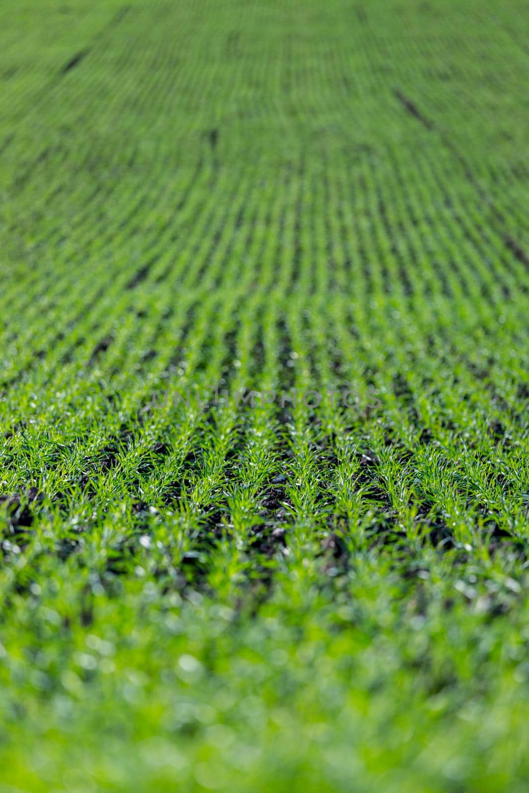 Fresh green plants on an agriculture field