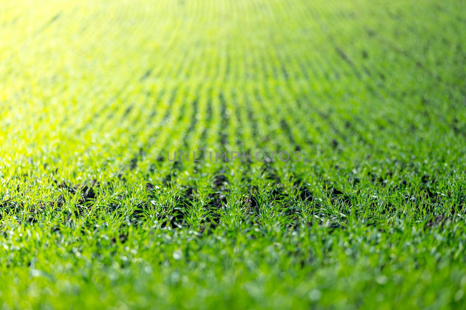 Fresh green plants on an agriculture field