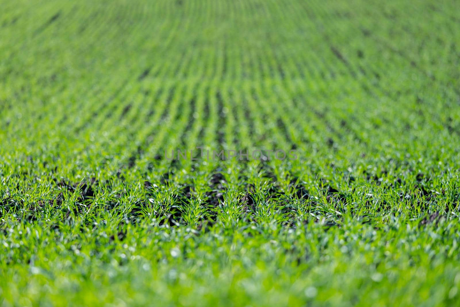 Fresh green plants on an agriculture field