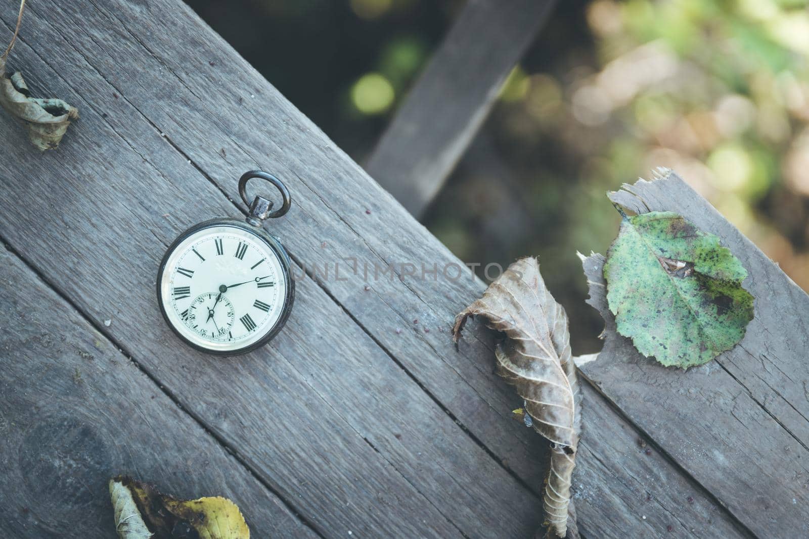 Vintage pocket watch on a wood board, colourful leaves, autumn