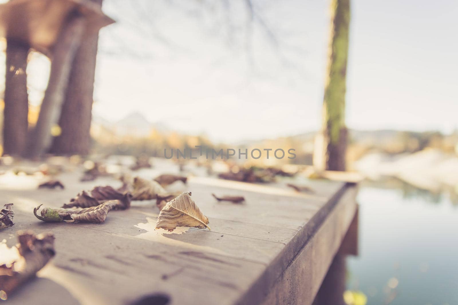 Colourful leaves lying on a footbridge, blurry autumn scenery in the background