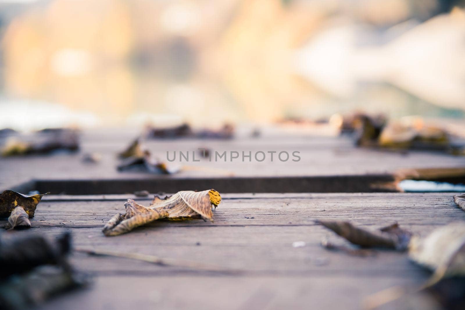 Colourful leaves on a footbridge, autumn, copy space by Daxenbichler