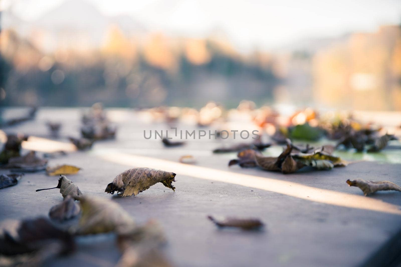 Colourful leaves lying on a footbridge, blurry autumn scenery in the background
