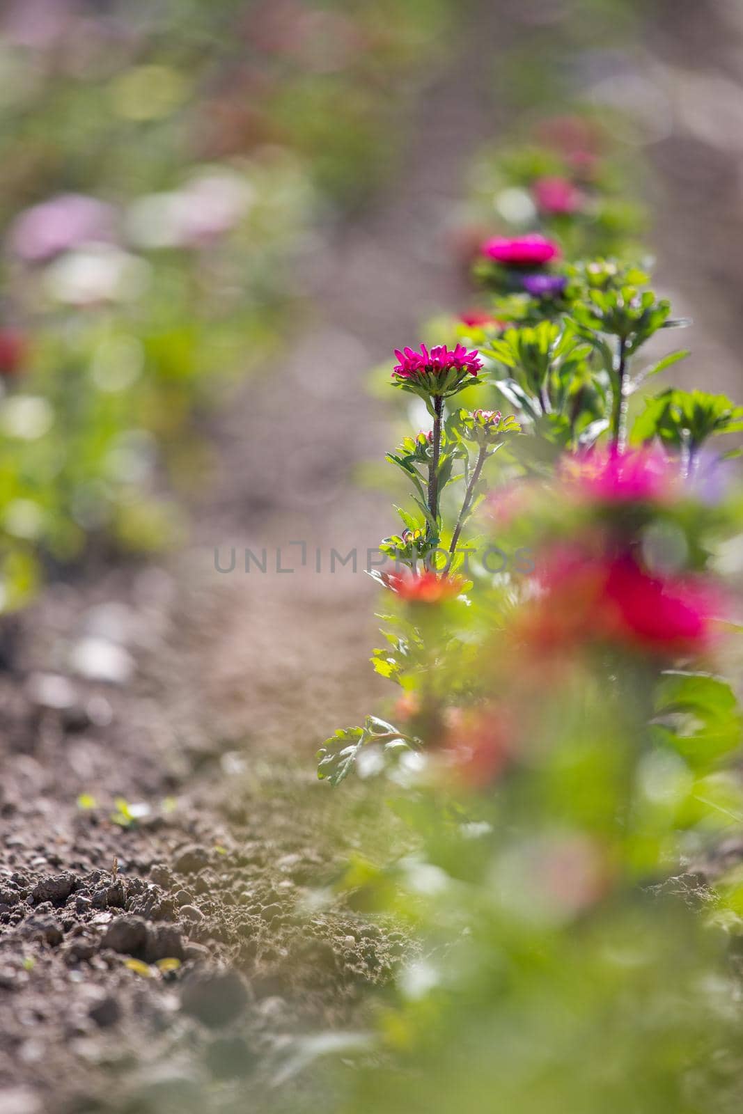 Beautiful flowers on a field, spring by Daxenbichler