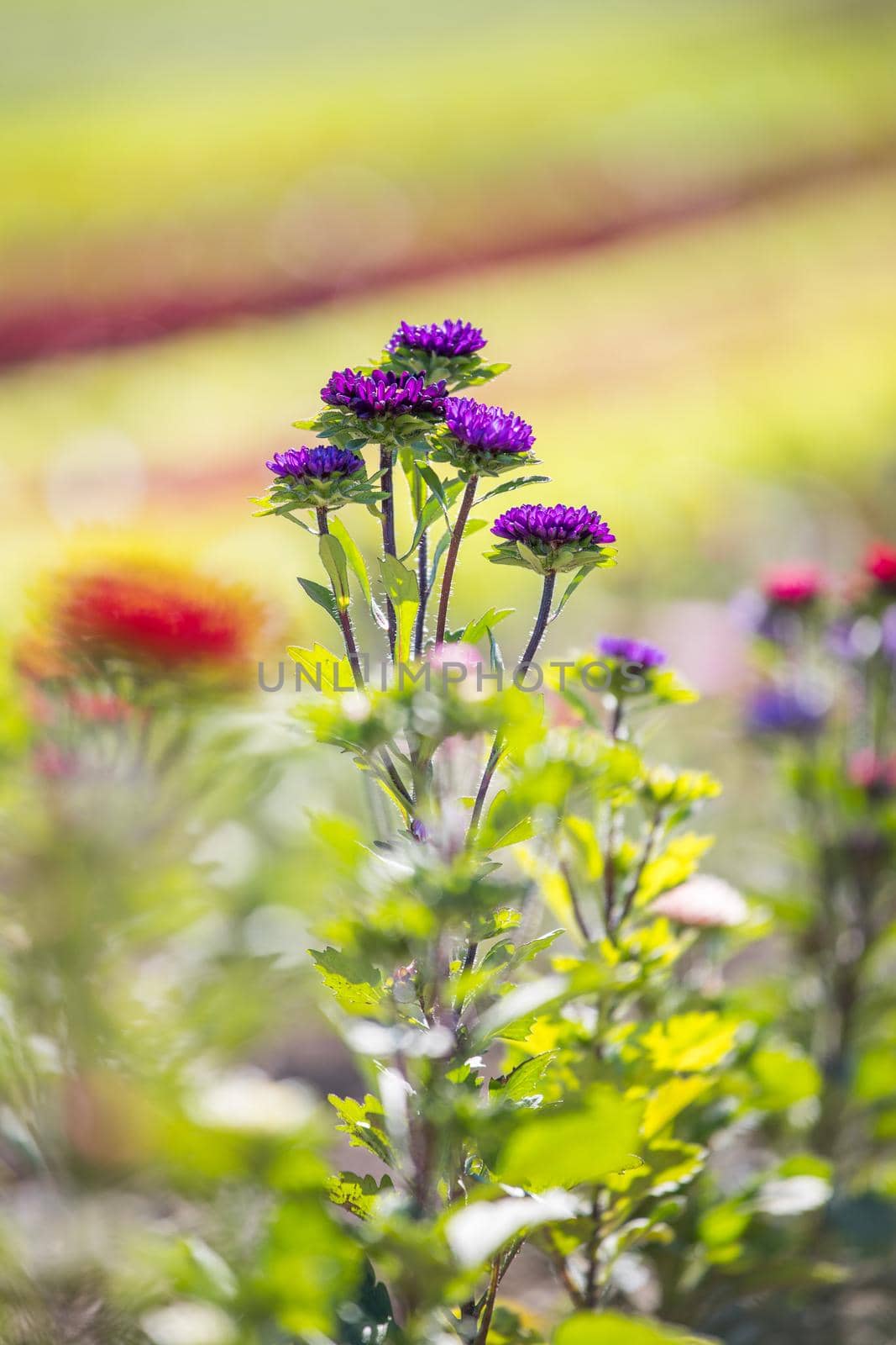 Close up of spring flowers on a field, agriculture