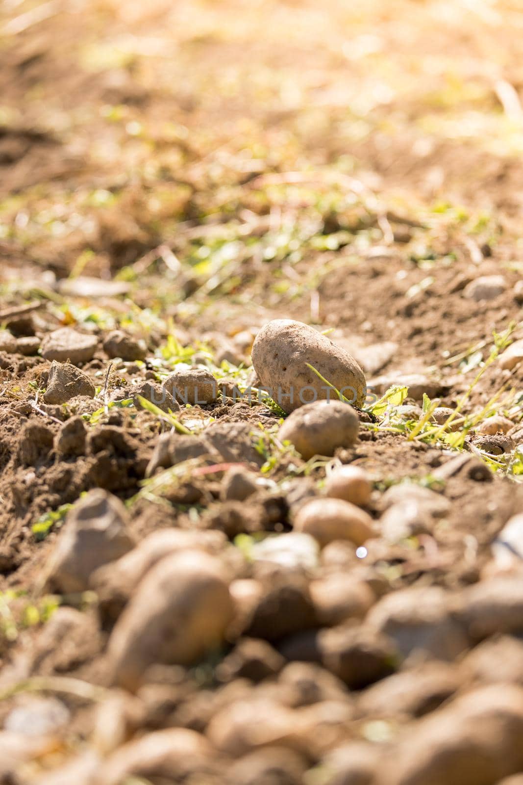 Close up of fresh potatoes on a farm, agriculture, blurry background