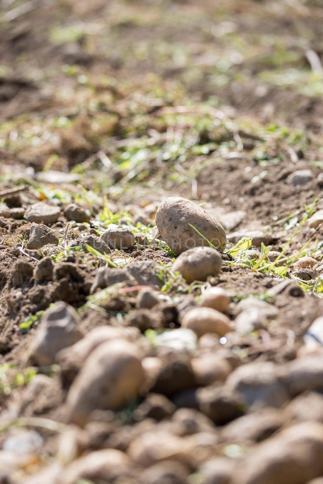 Close up of fresh potatoes on a farm, agriculture, blurry background