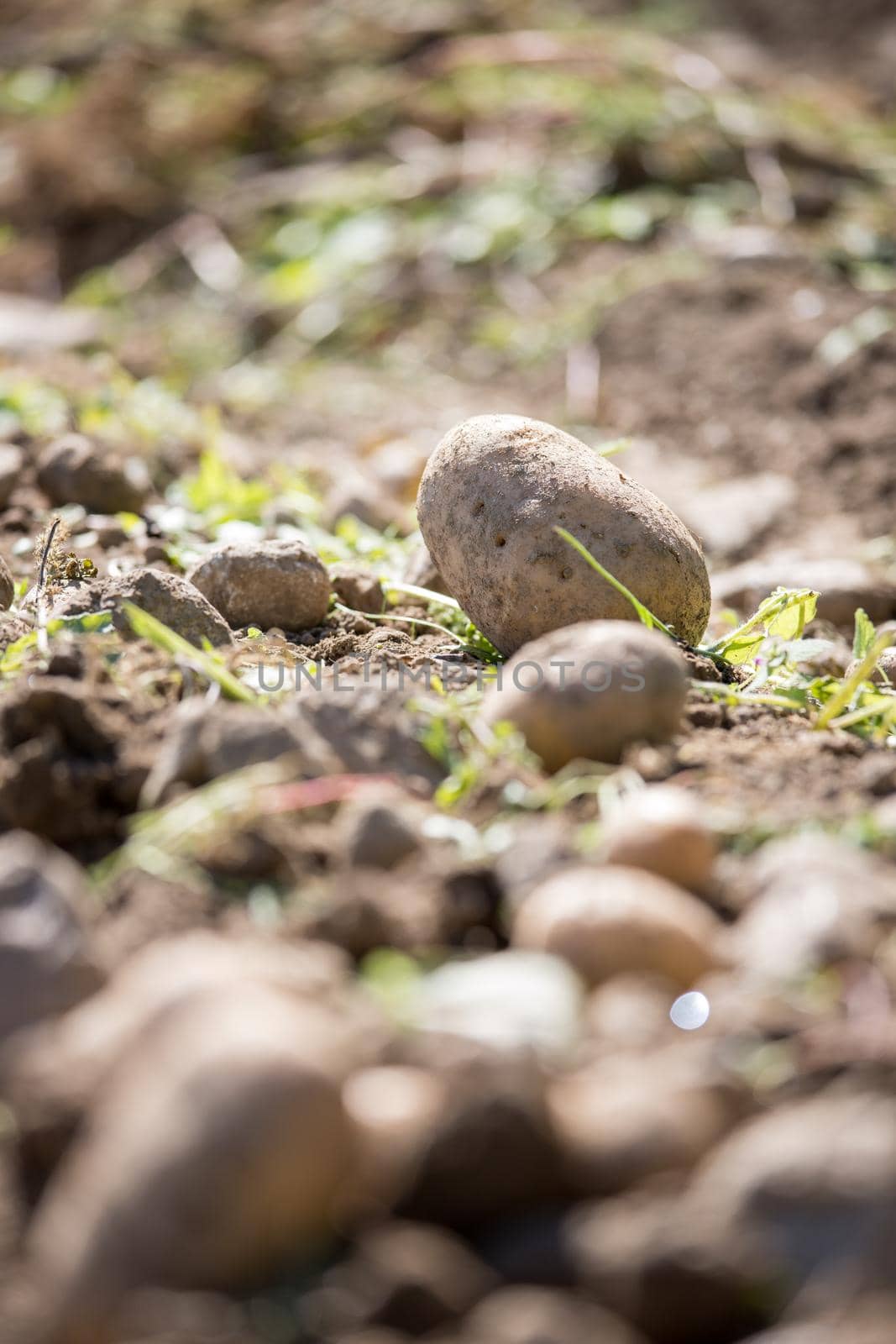 Close up of fresh potatoes on a farm, agriculture, blurry background