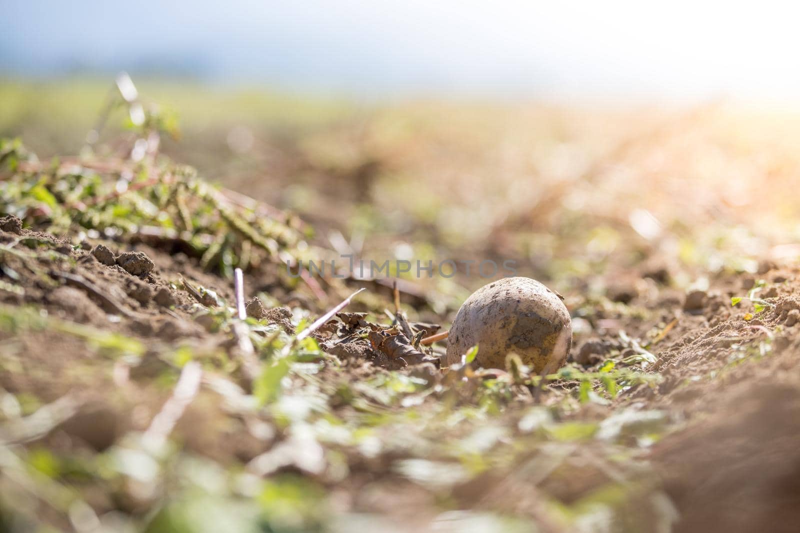 Close up of fresh potatoes on a farm, agriculture, blurry background