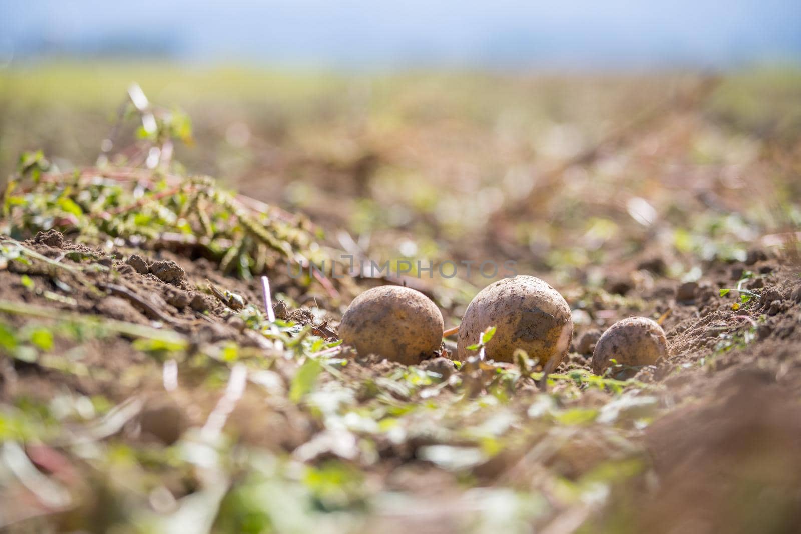 Close up of fresh potatoes on a farm, agriculture, blurry background