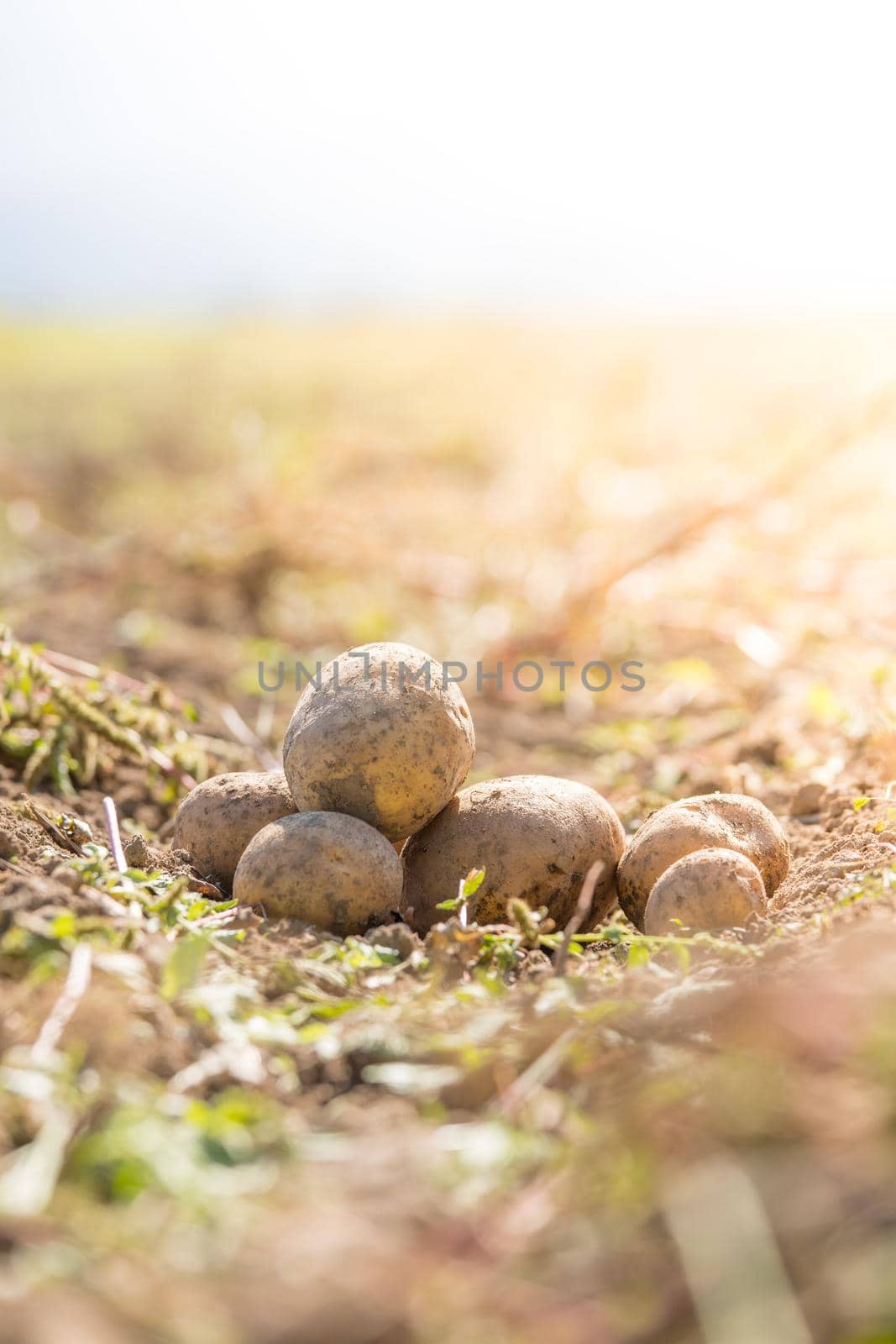 Close up of fresh potatoes on a farm, agriculture, blurry background