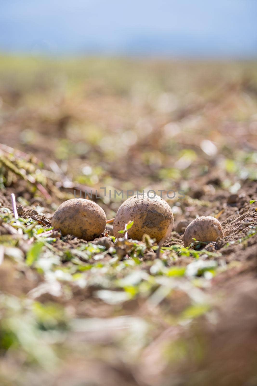 Close up of fresh potatoes on a farm, agriculture, blurry background