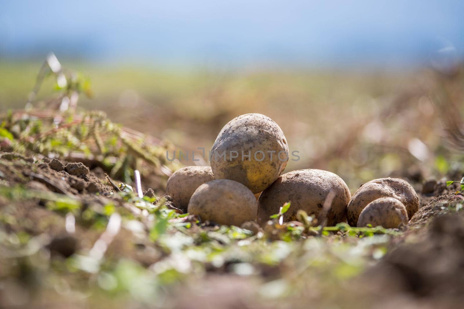 Close up of fresh potatoes on a farm, agriculture, blurry background