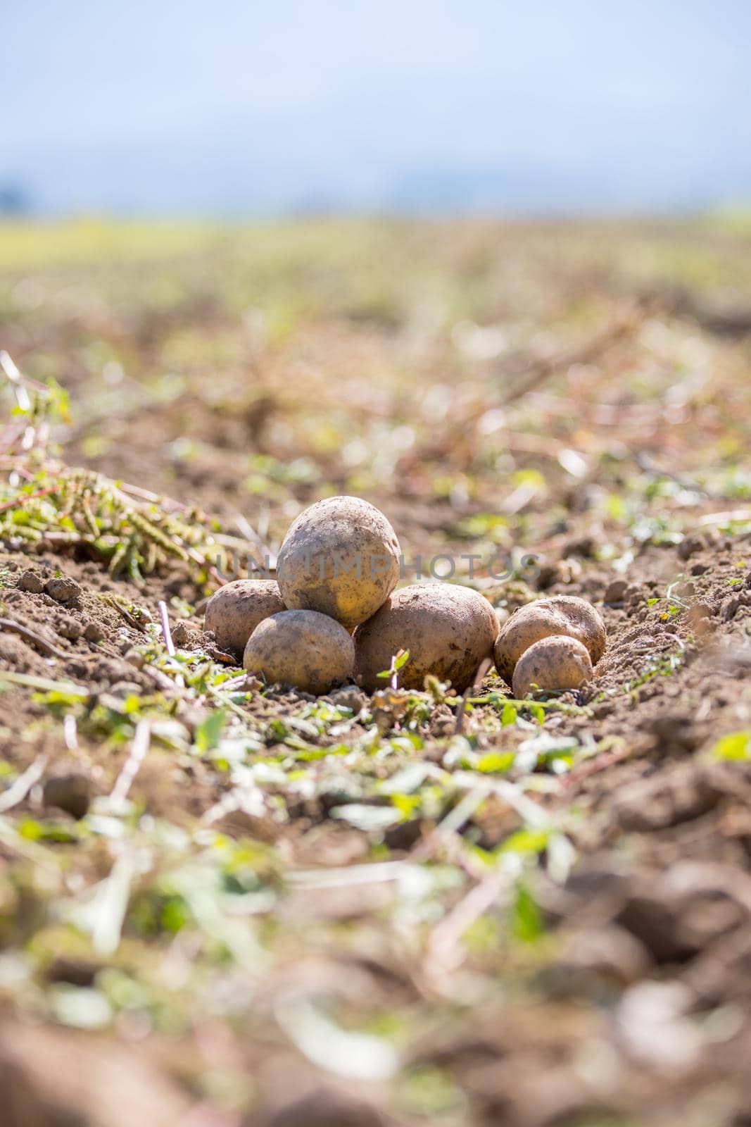 Close up of fresh potatoes on a farm, agriculture, blurry background