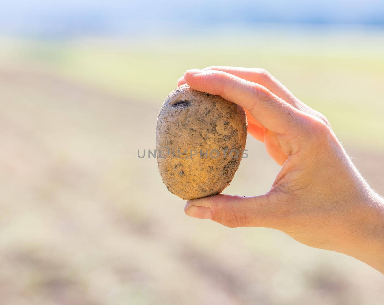 Close up of farmer hands holding potatoe on a potatoe field, blurry background