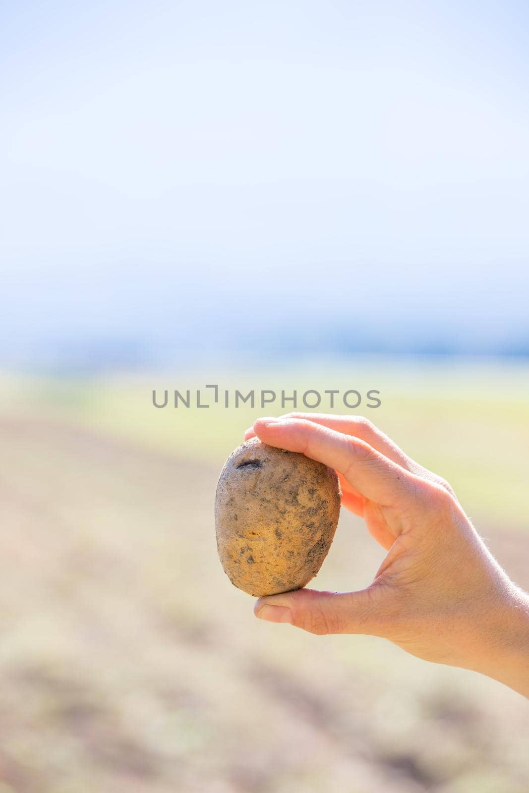 Close up of farmer hands holding potatoe on a potatoe field, blurry background