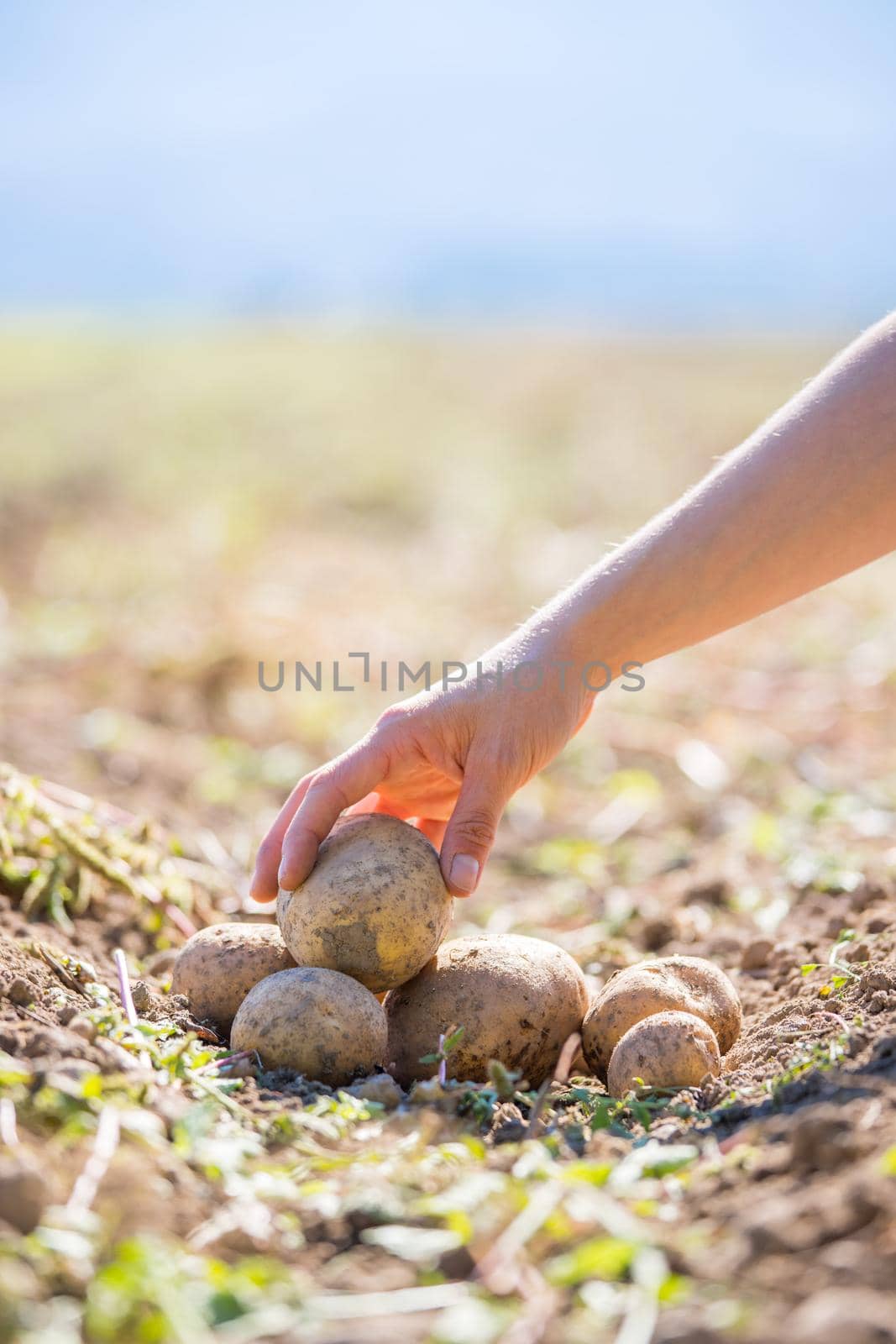 Close up of farmer hands holding potatoe on a potatoe field, blurry background