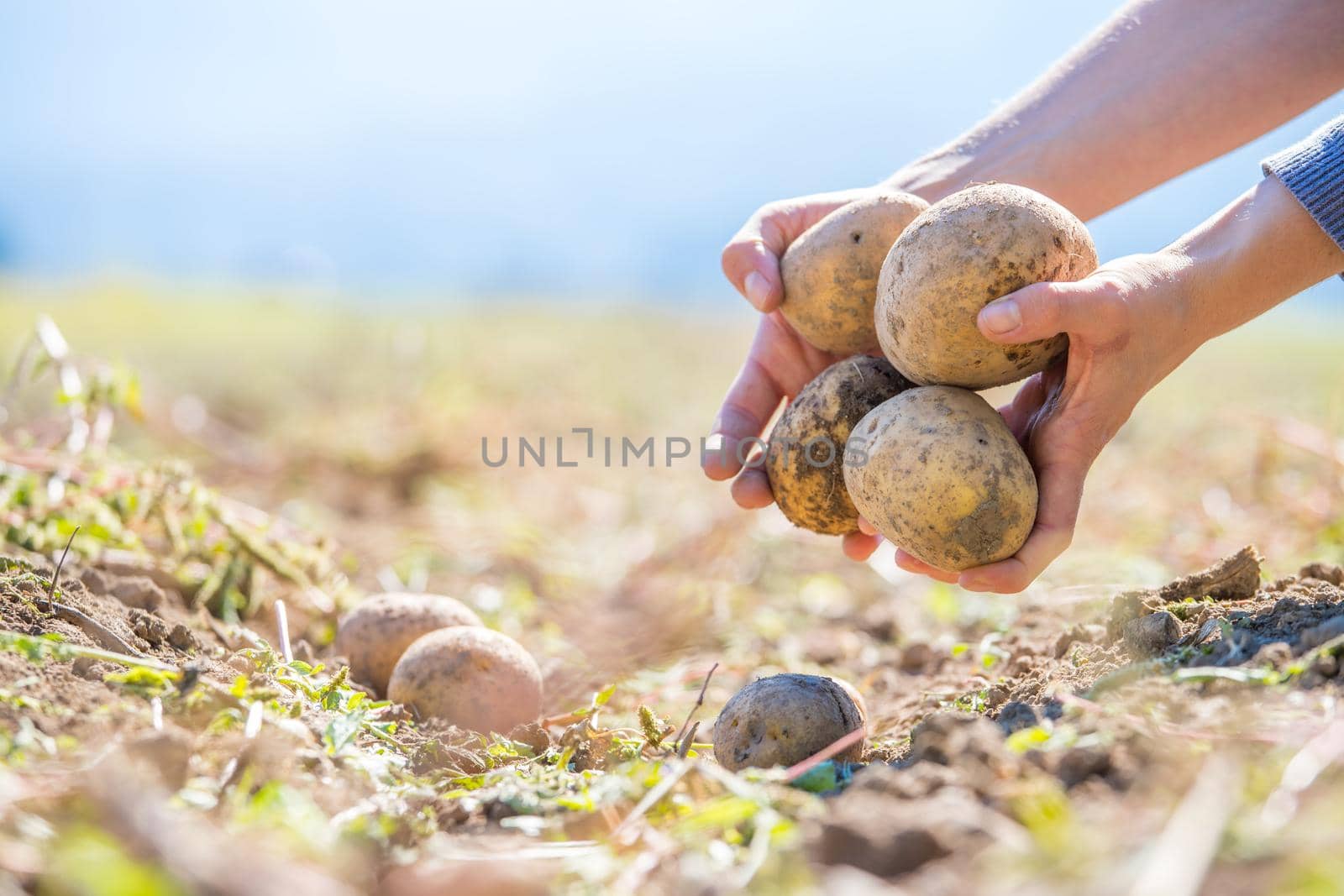 Close up of farmer hands holding potatoe on a potatoe field, blurry background