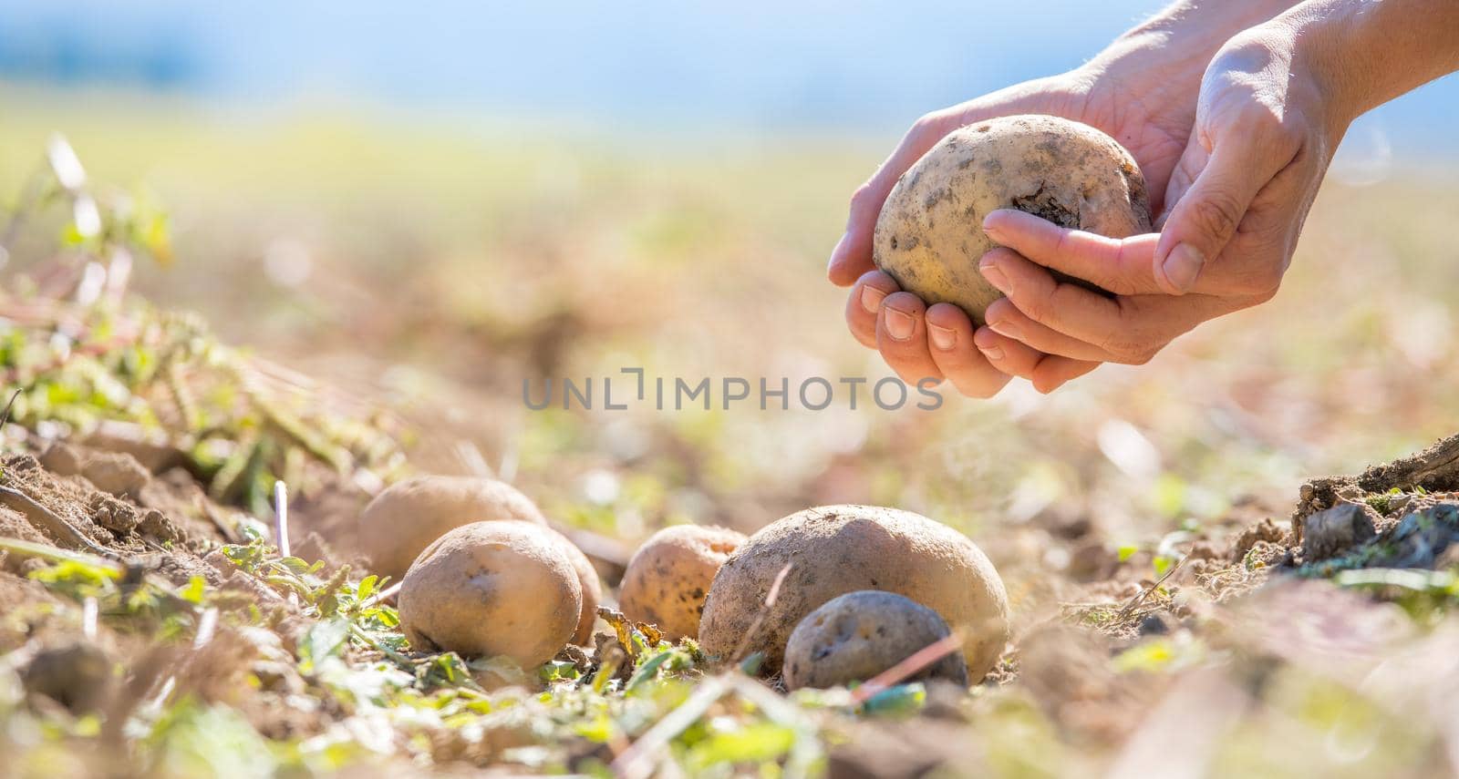 Close up of farmer hands holding potatoe on a potatoe field, blurry background