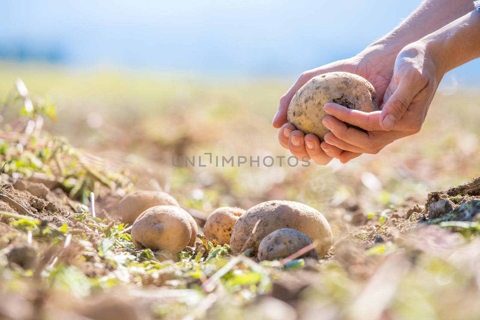 Close up of farmer hands holding potatoe on a potatoe field, blurry background