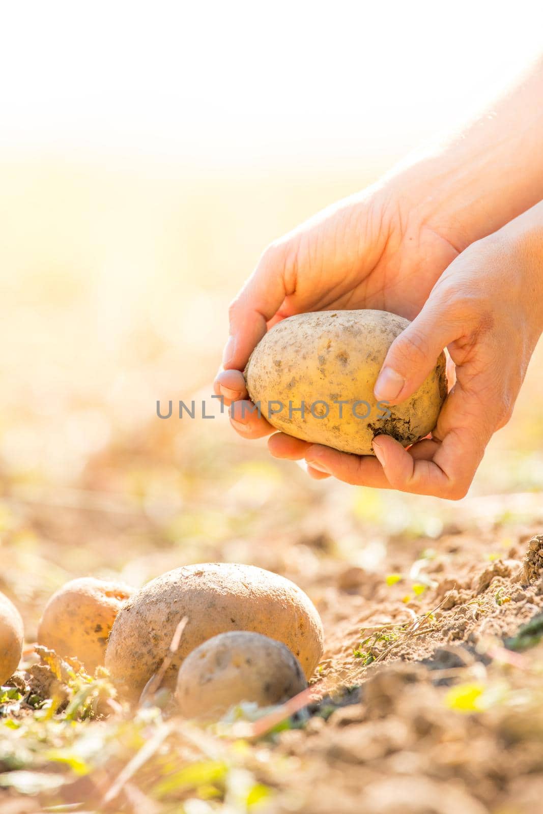 Farmer holds fresh potatoes in his hands. Harvest, organic vegetarian food. by Daxenbichler