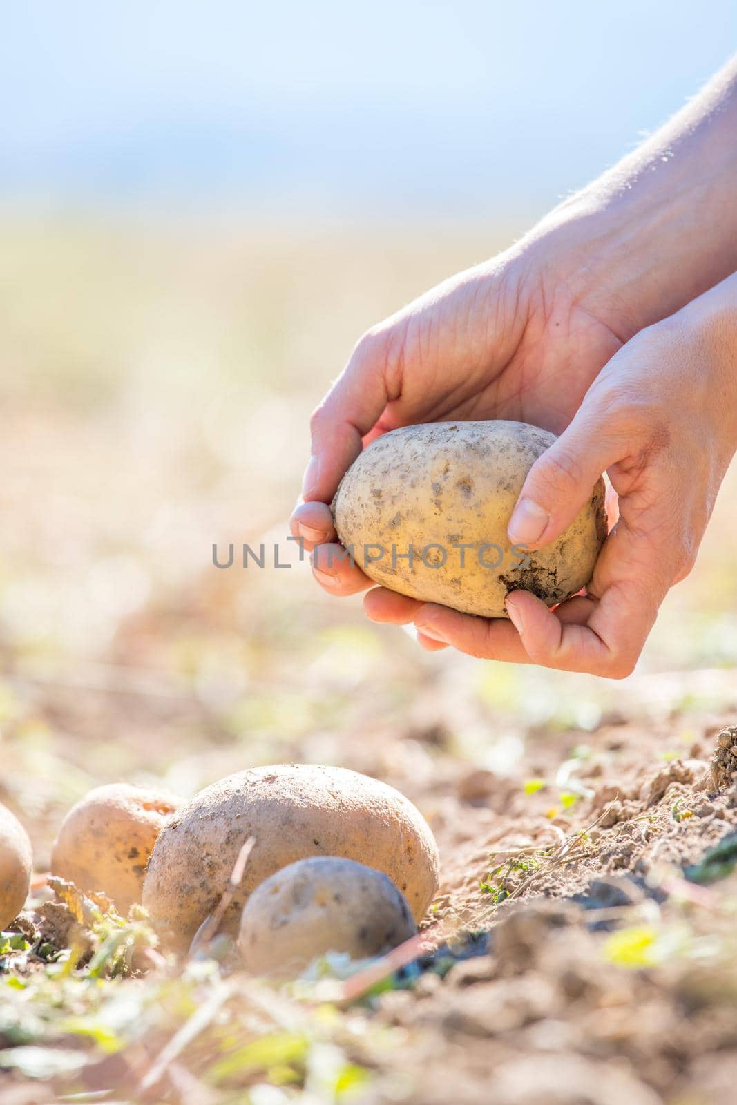 Close up of farmer hands holding potatoe on a potatoe field, blurry background