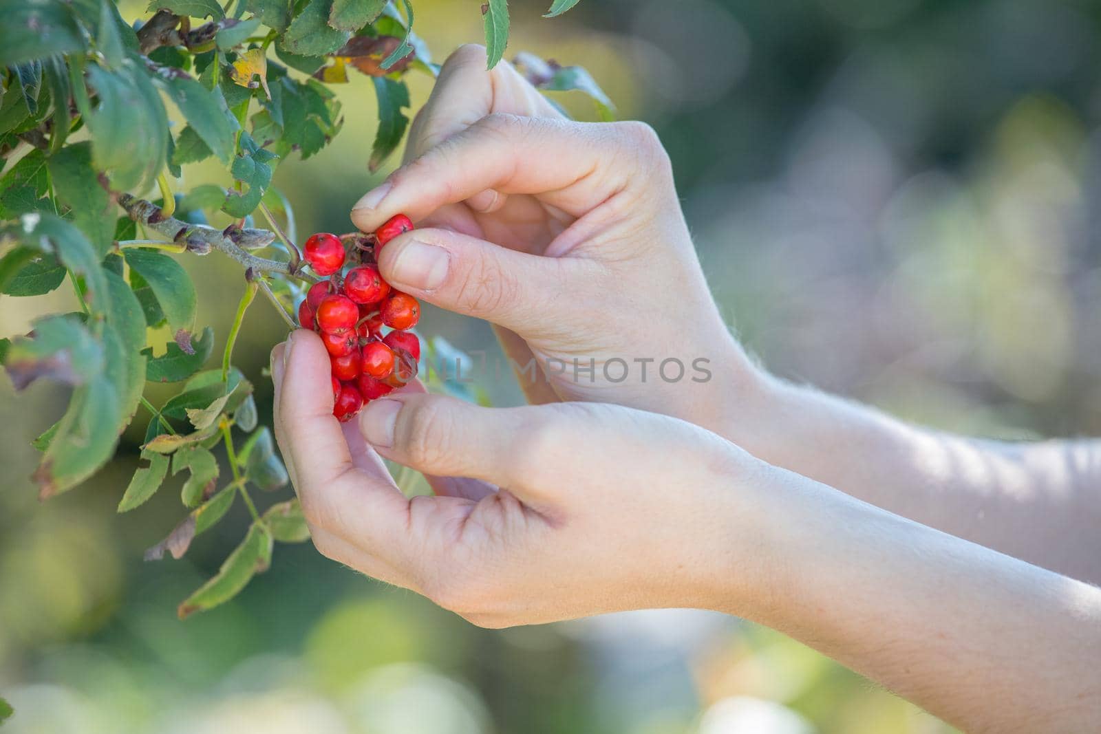 Ripe red mountain ash in autumn