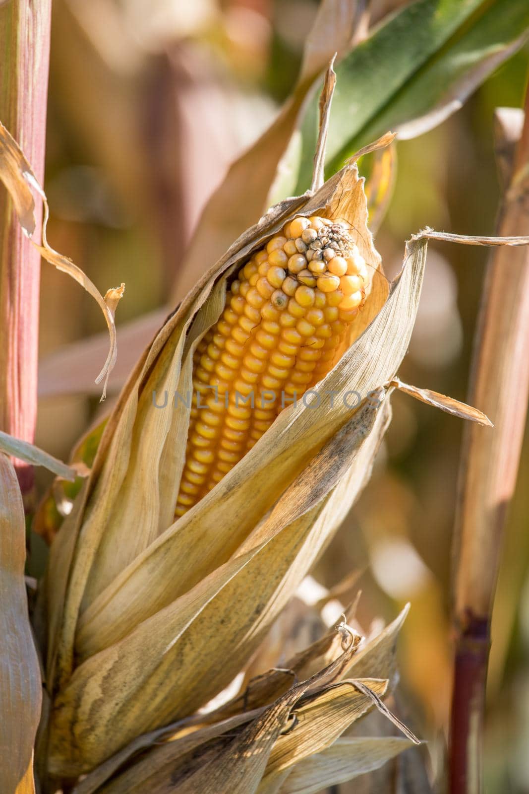 Fresh crob of ripe corn on green field by Daxenbichler