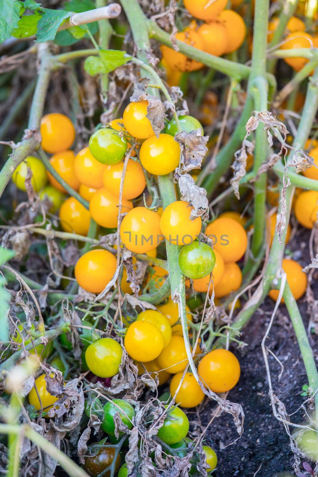 Close up of fresh yellow tomatoes, urban gardening