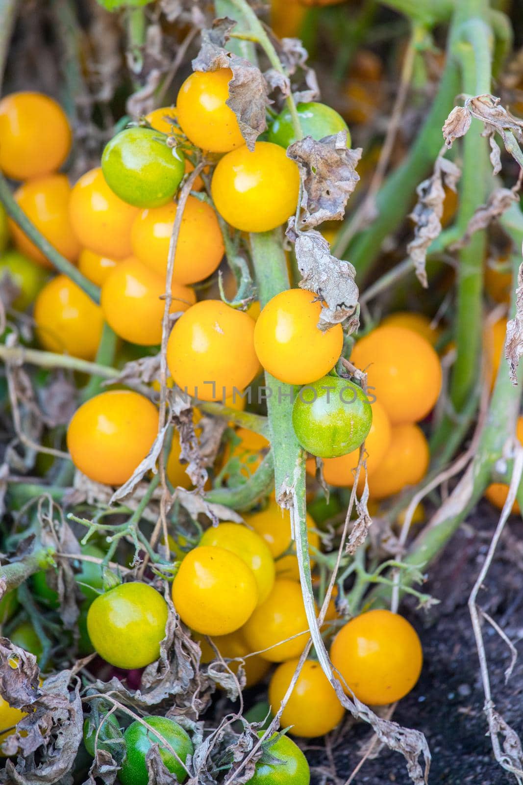 Close up of fresh yellow tomatoes, urban gardening