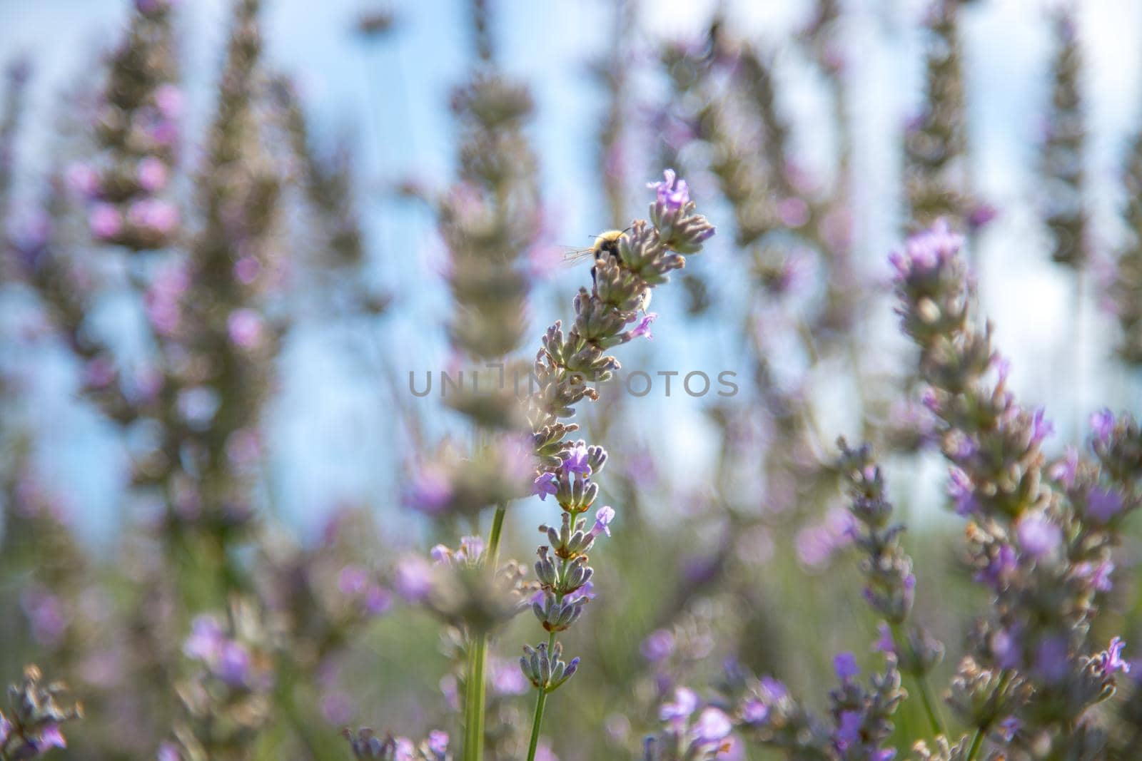 Fresh purple lavender blossoms in France, blue sky, post card