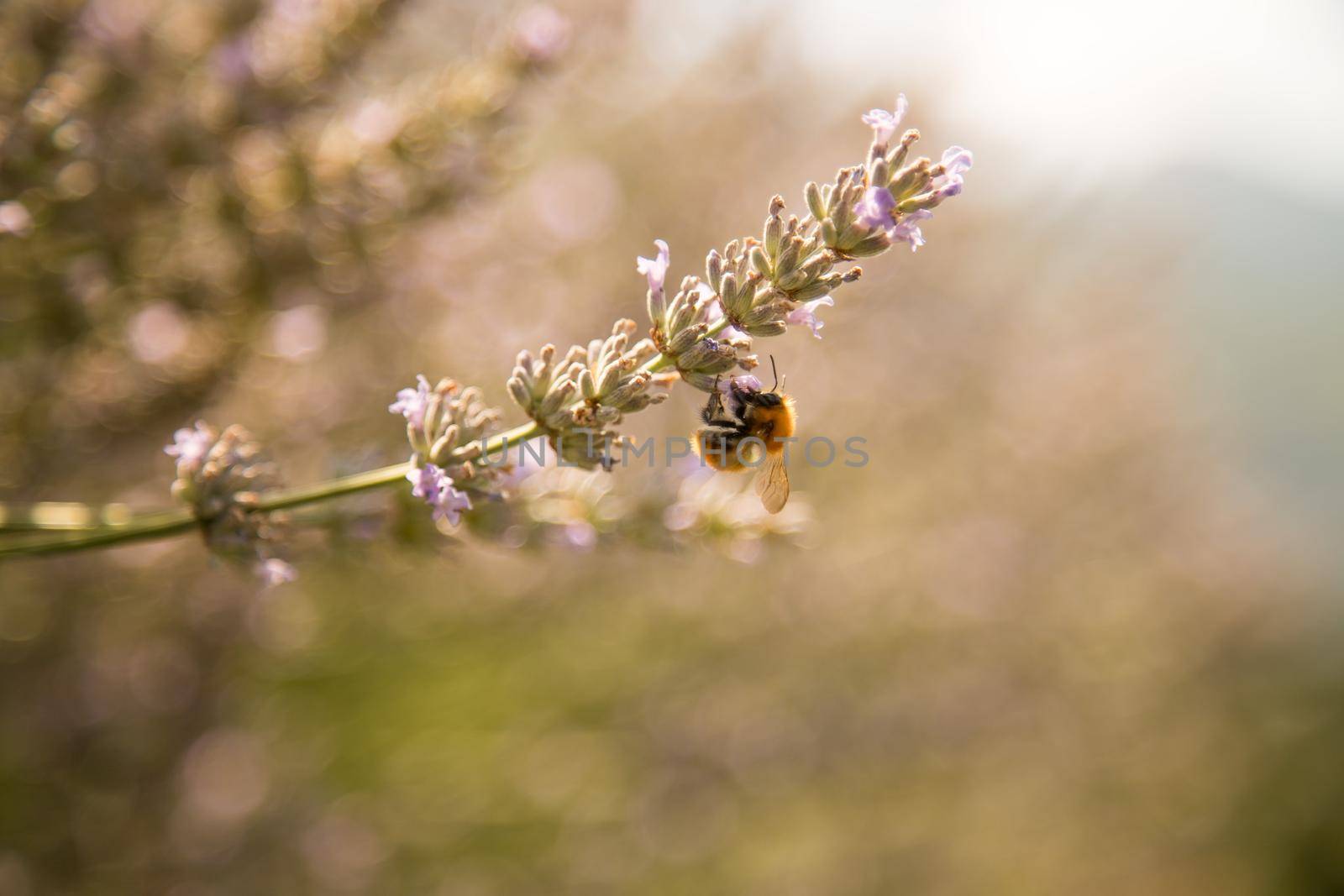 Bee on purple lavender blossoms, France